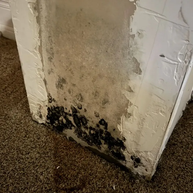 Professional Mold Removal in Seelyville, IN